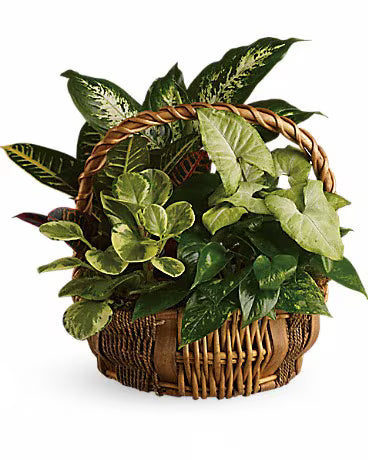 Indoor Plants Collection