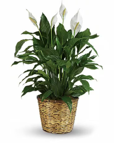 Simply Elegant Spathiphyllum (Peace Lily) – Large