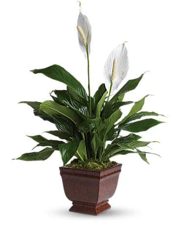 Teleflora’s Lovely One Spathiphyllum Plant