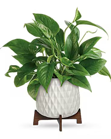 Teleflora’s Lush Leaves Pothos Plant