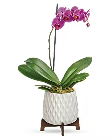Teleflora’s Architectural Orchid Plant