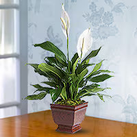 Sympathy Plants